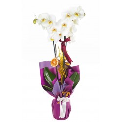 ÇİFLİ BEYAZ ORKİDE