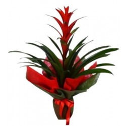 GUZMANYA SAKSI ÇİÇEĞİ